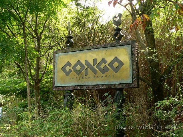 congo 00.jpg - Best African Zoo exhibit in the world. And also most expensive.